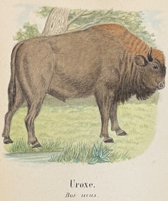 Original Watercolor of Buffalo or Bison