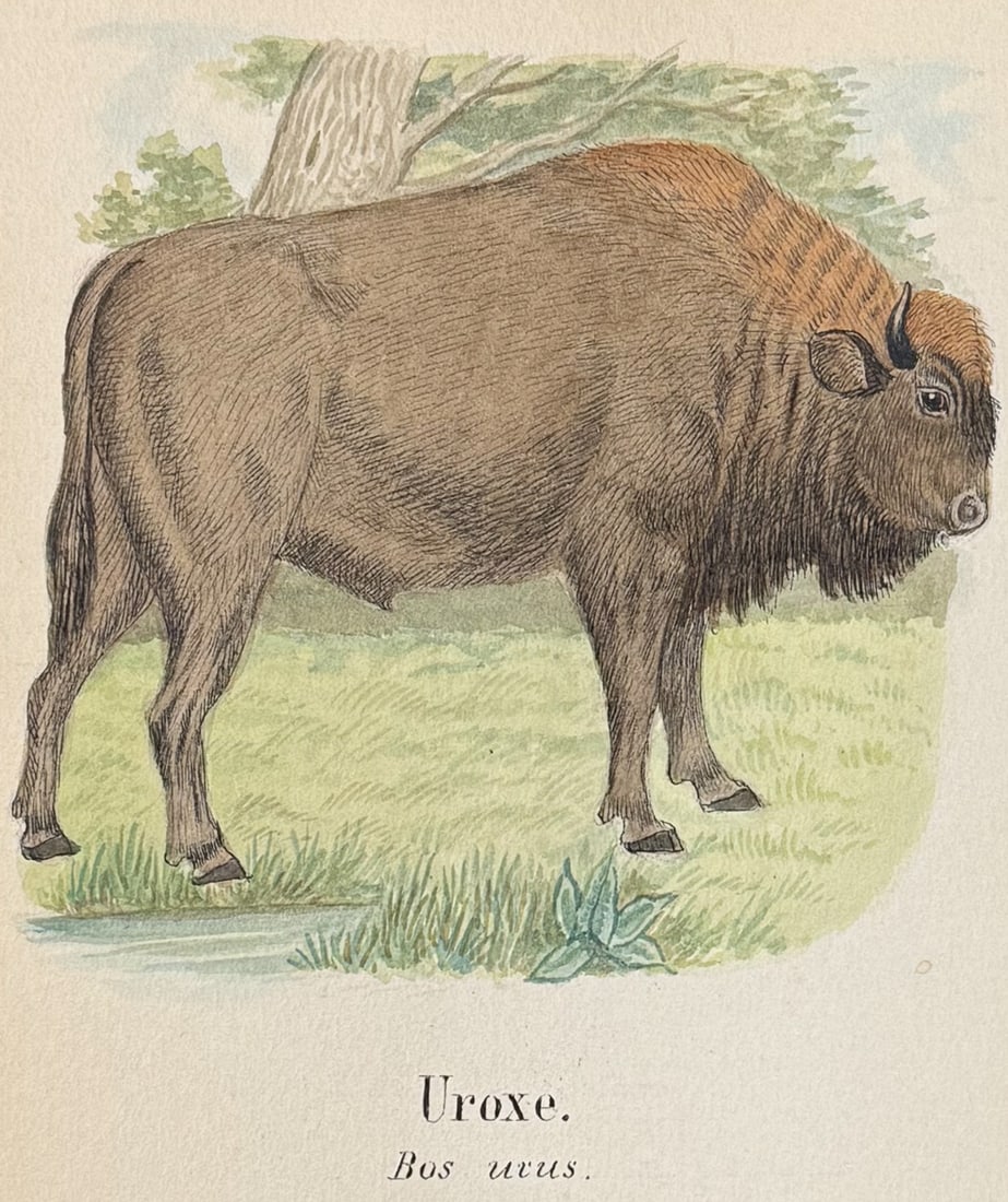 Original Watercolor of Buffalo or Bison (1 of 2)