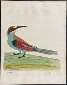 Albin - Bee-Eater. 44