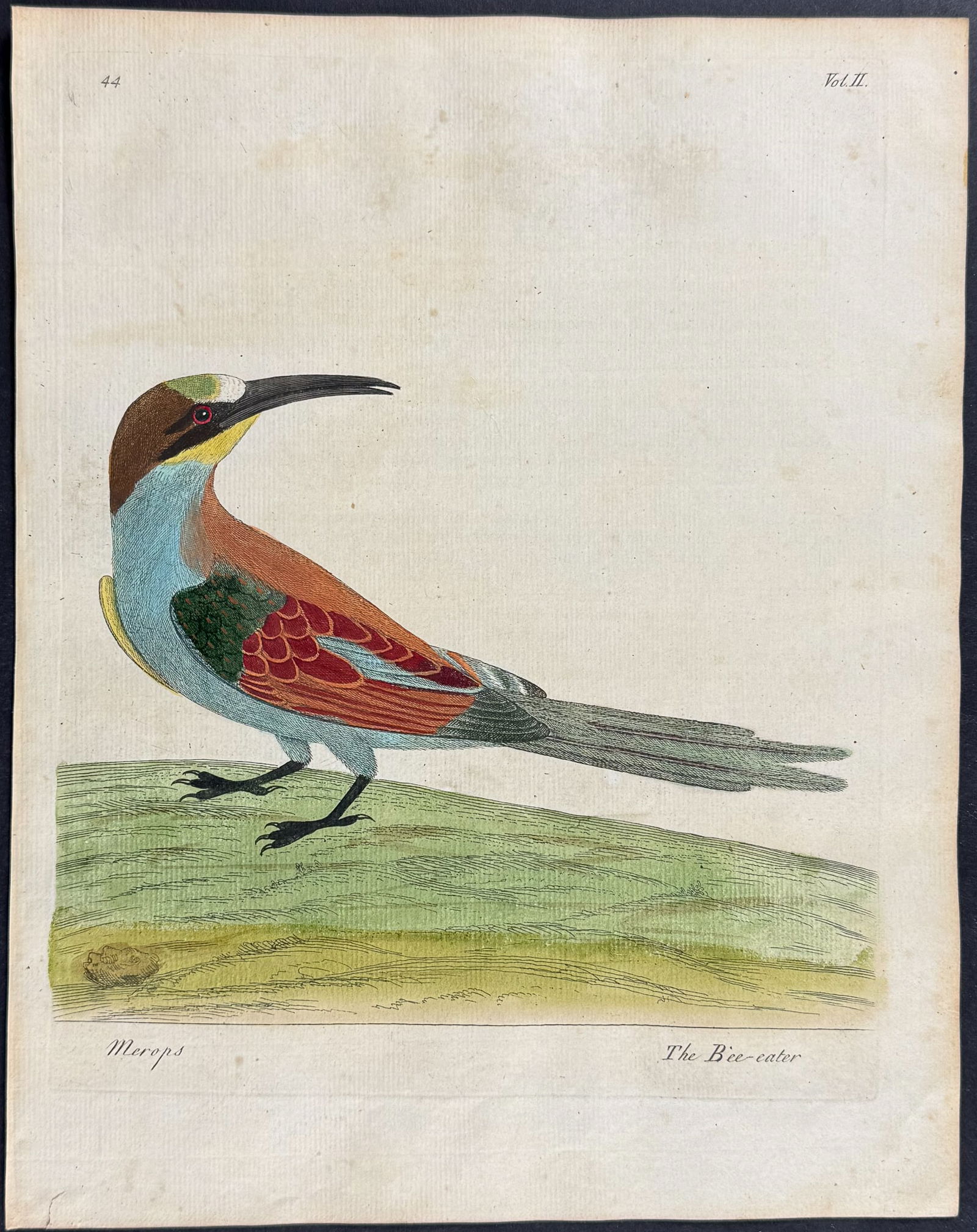 Albin - Bee-Eater. 44 (1 of 1)
