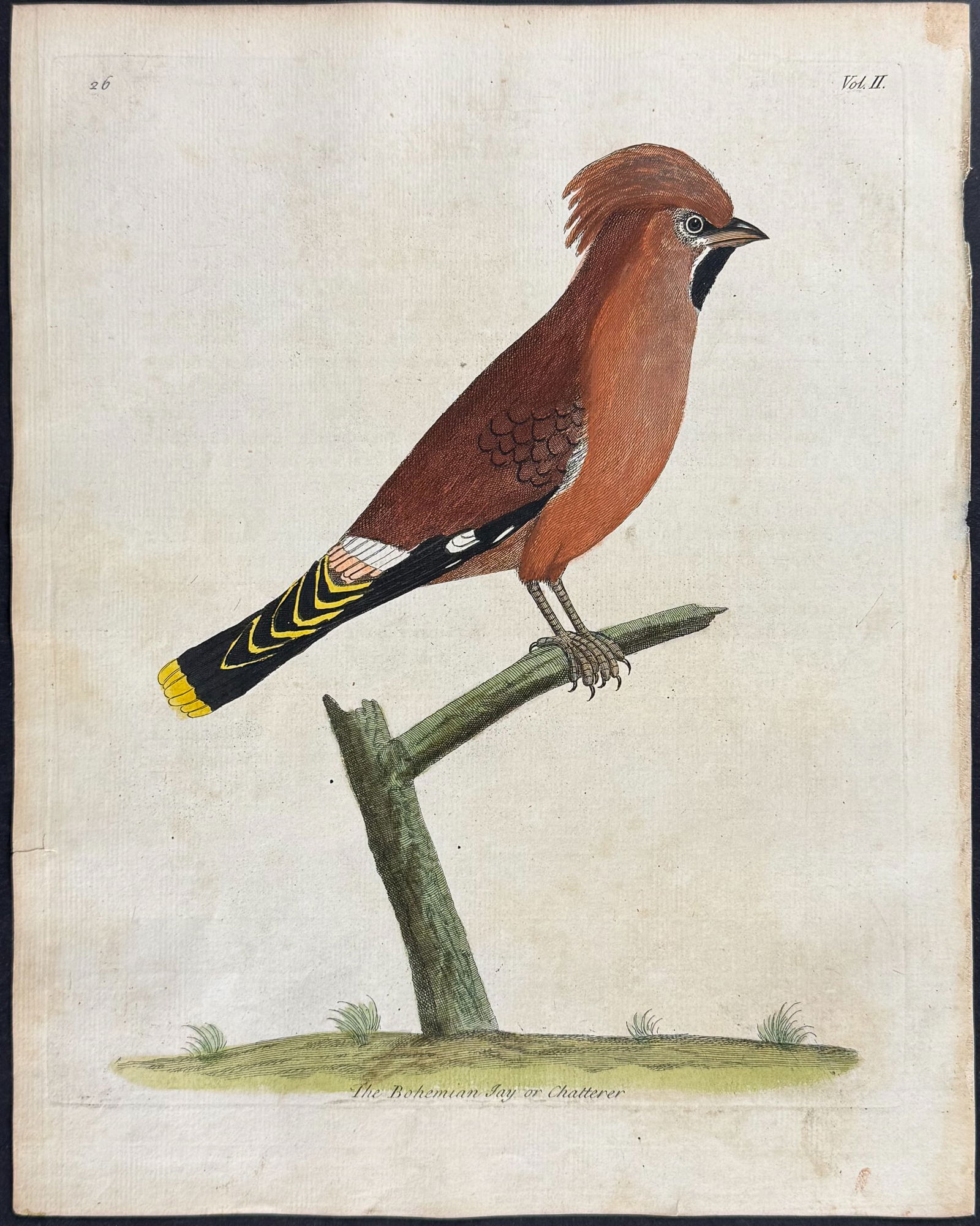Albin - Bohemian Jay or Chatterer. 26: This originally hand-colored etching is from Eleazar Albin's Histoire Naturelle des Oiseaux or The Natural History of Birds. The work was published in London by W. Innys and R. Manby between 1738 and