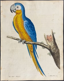 Albin - Blew Macaw (Blue-and-yellow Macaw). 10
