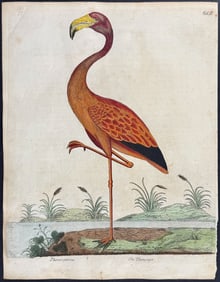 Albin - Flamingo. 77