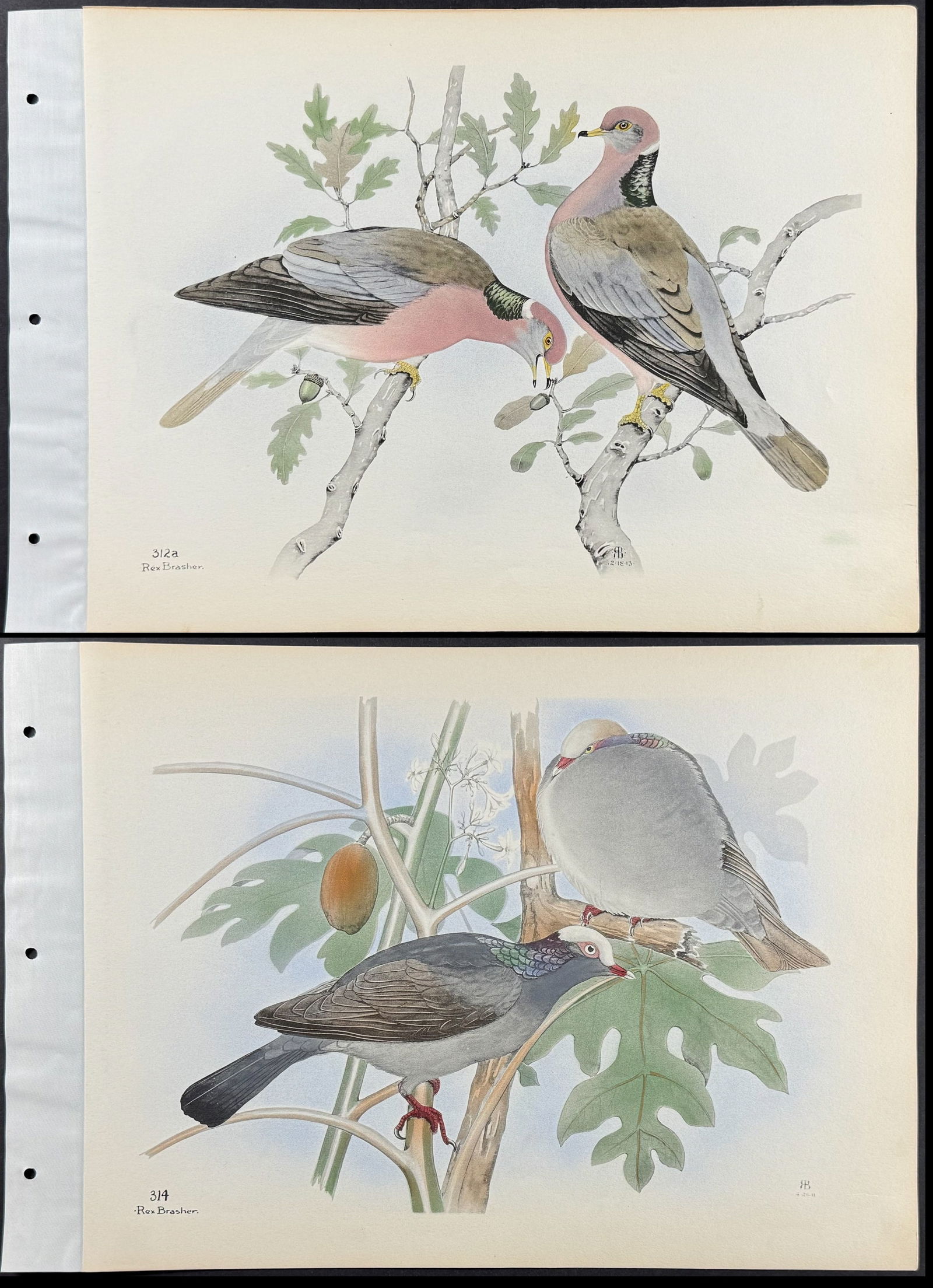 Brasher - 4 Pigeon or Dove Prints (1 of 5)