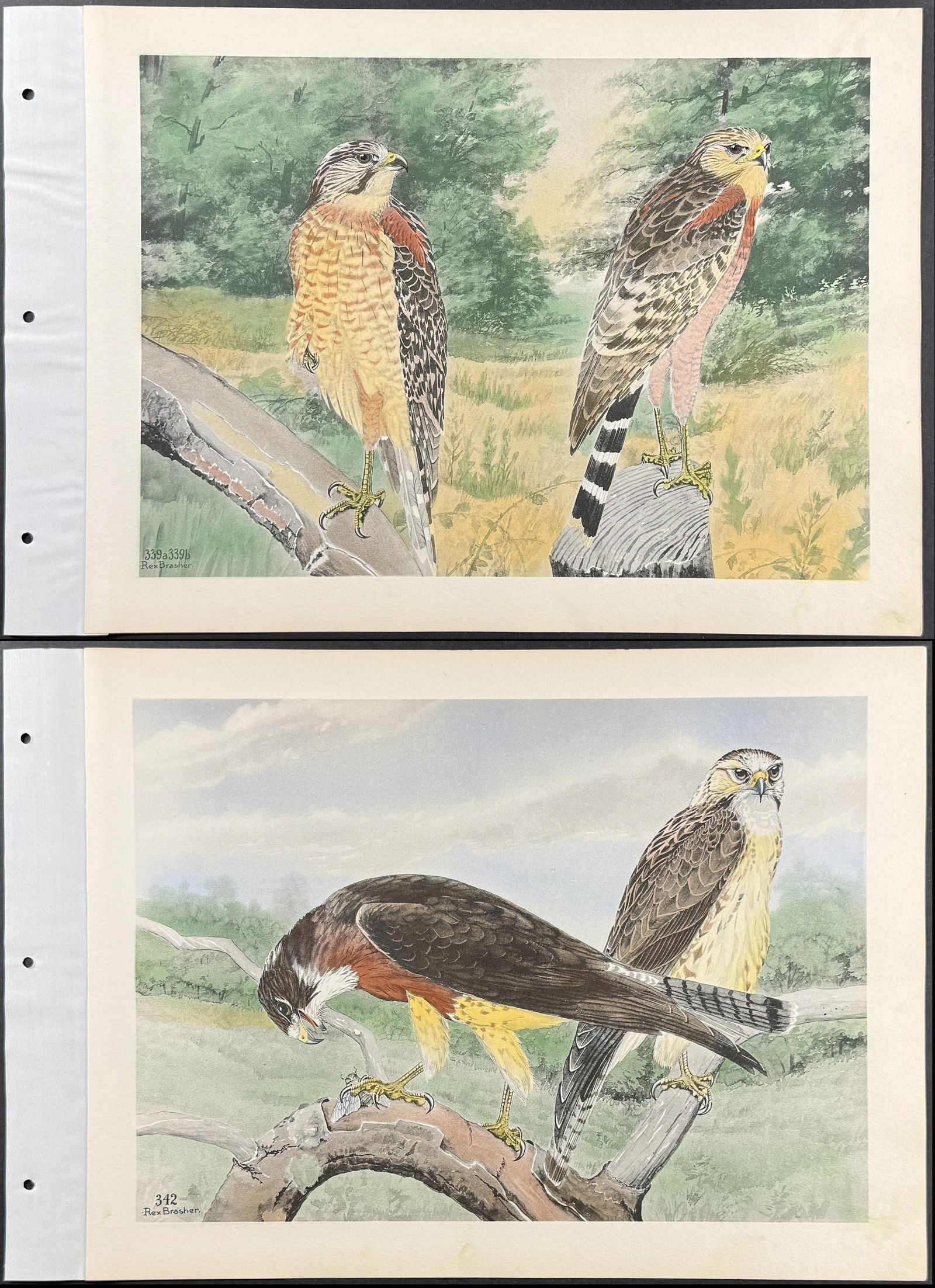 Brasher - 4 Hawk Prints (1 of 5)