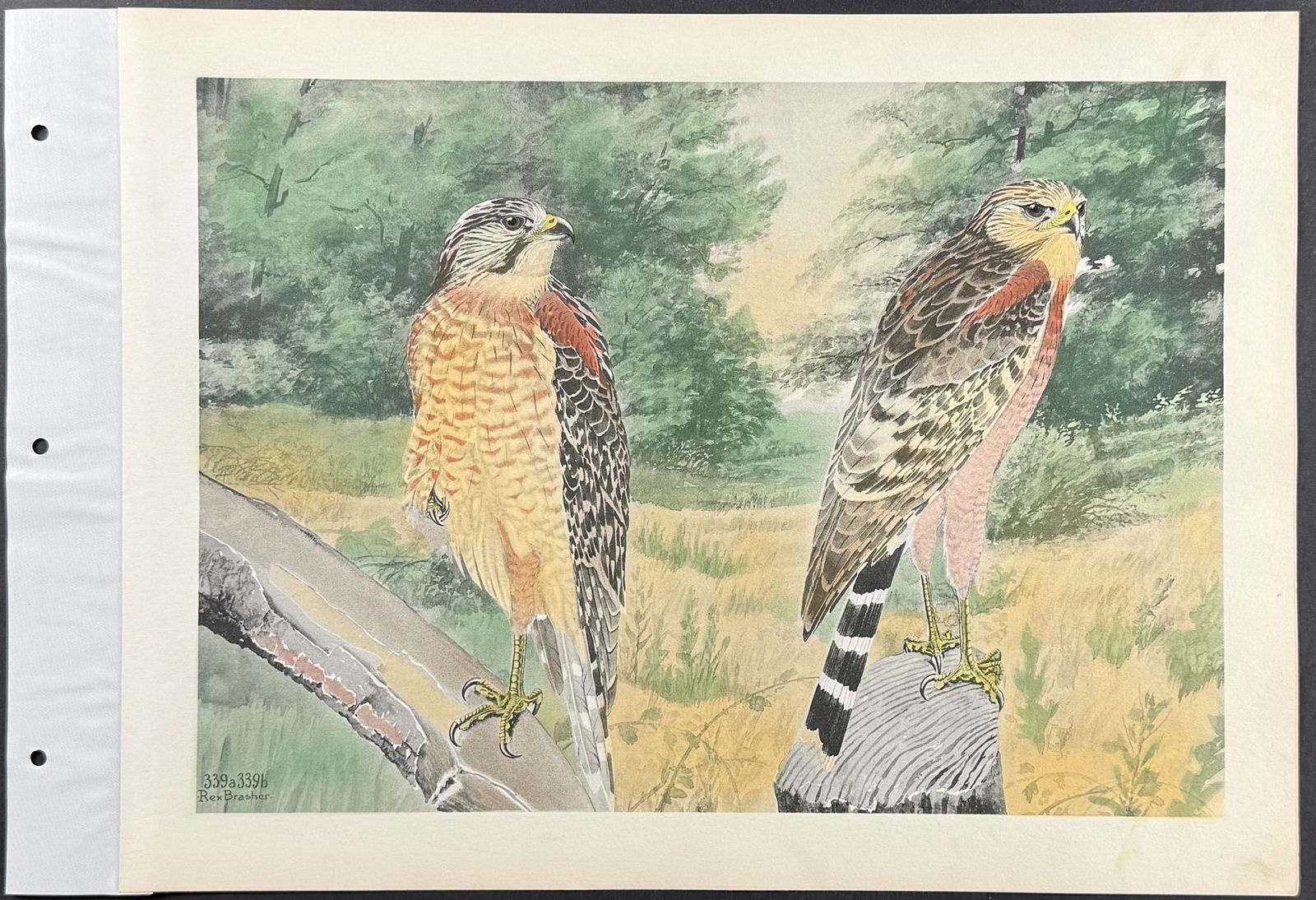 Brasher - 4 Hawk Prints - 2