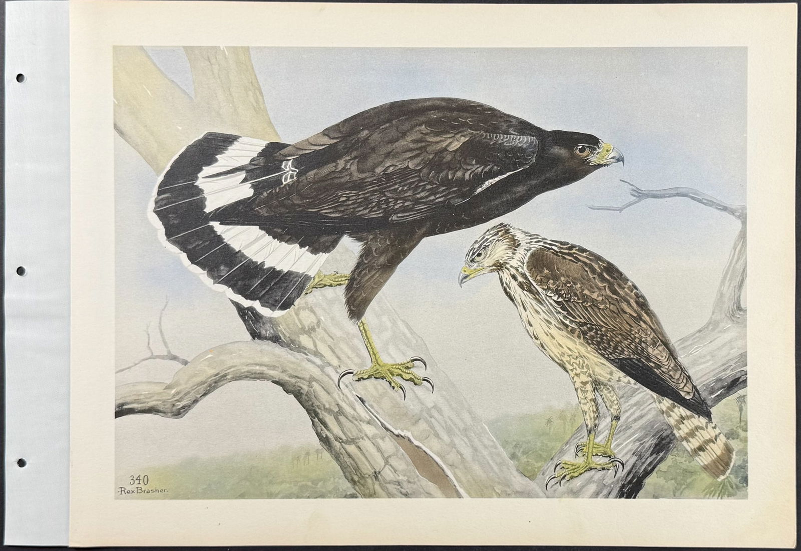 Brasher - 4 Hawk Prints - 3