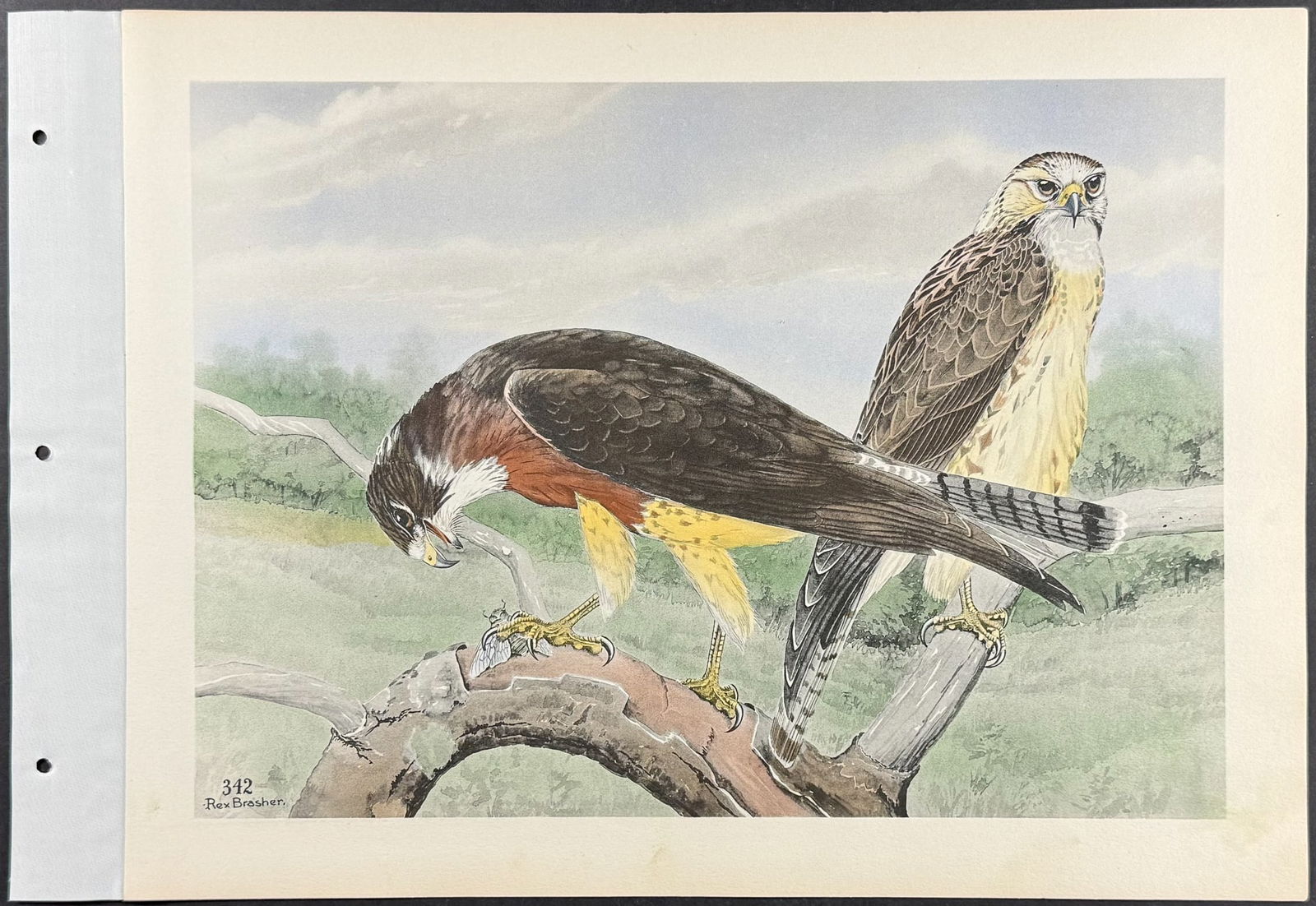 Brasher - 4 Hawk Prints - 5