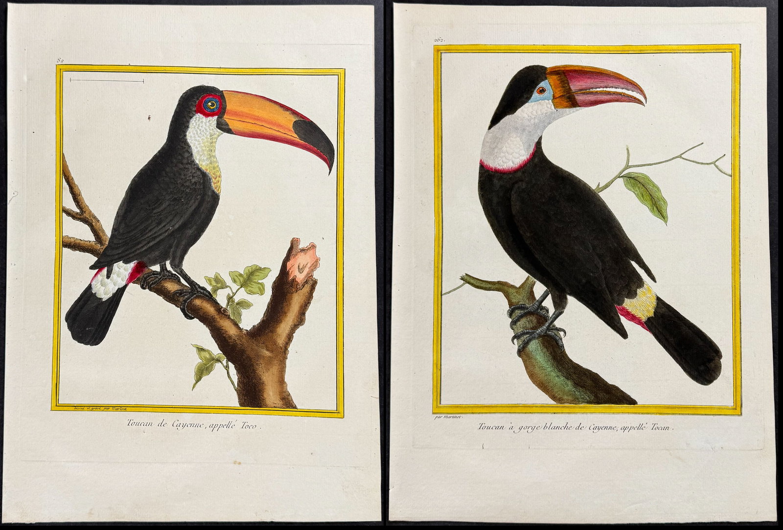Martinet & Buffon - Pair of Toucan Engravings (1 of 3)