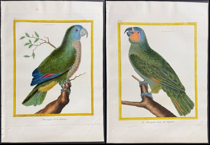 Martinet & Buffon - 4 Parrot Engravings