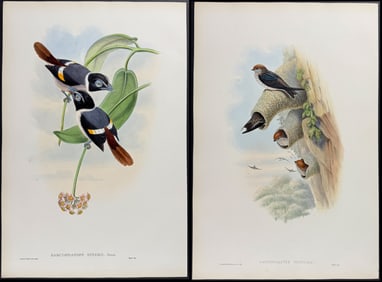 Gould - 6 Bird Lithographs