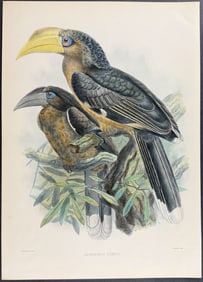 Elliot & Keulemans - Tickell's Hornbill