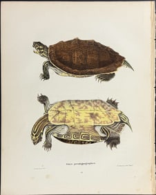 Holbrook - Turtle or Tortoise. 15