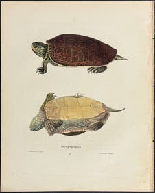 Holbrook - Turtle or Tortoise. 14