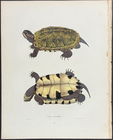 Holbrook - Turtle or Tortoise. 13
