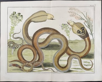 Seba - Cobra, Snakes, Plants. 2-97