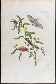 Merian, Folio - Plant & Emperor Moth Metamorphosis. 39