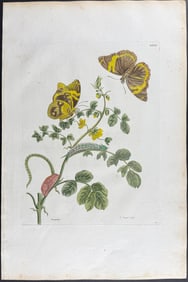 Merian, Folio - Plant & Butterfly Metamorphosis. 32