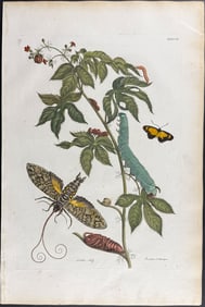 Merian, Folio - Castor Bean Plant & Moth Metamorphosis. 38