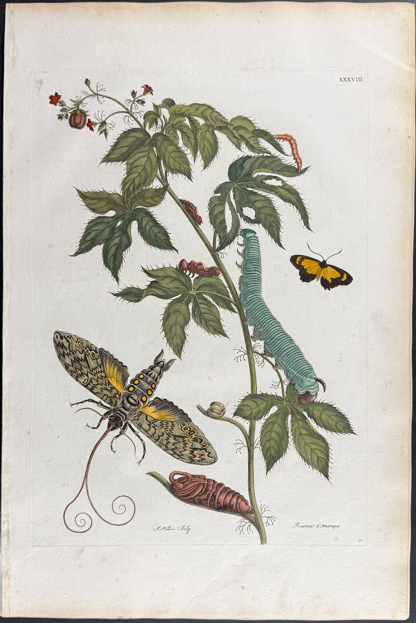 Merian, Folio - Castor Bean Plant & Moth Metamorphosis. 38 (1 of 1)