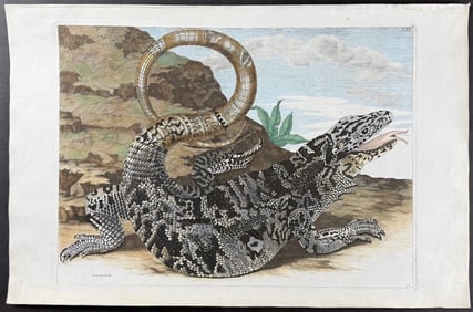 Merian, Folio - Lizard. 70