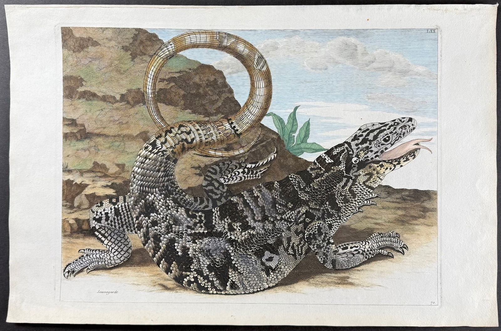 Merian, Folio - Lizard. 70: This exquisite hand-colored folio engraving is from Maria Sibylla Merian's Histoire g?n?rale des insectes de Surinam et de toute l'Europe, contenant leurs descriptions, leurs fgures, leurs differenes