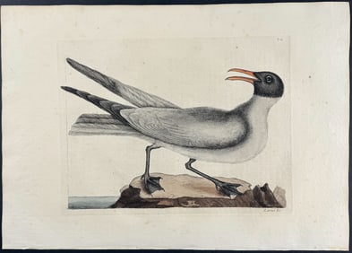 Catesby, First Ed - Laughing Gull. 1-89