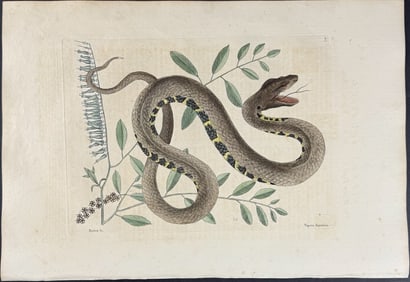 Catesby, First Ed - Water Viper (Brown Water Snake) with Fetter Bush. 2-43