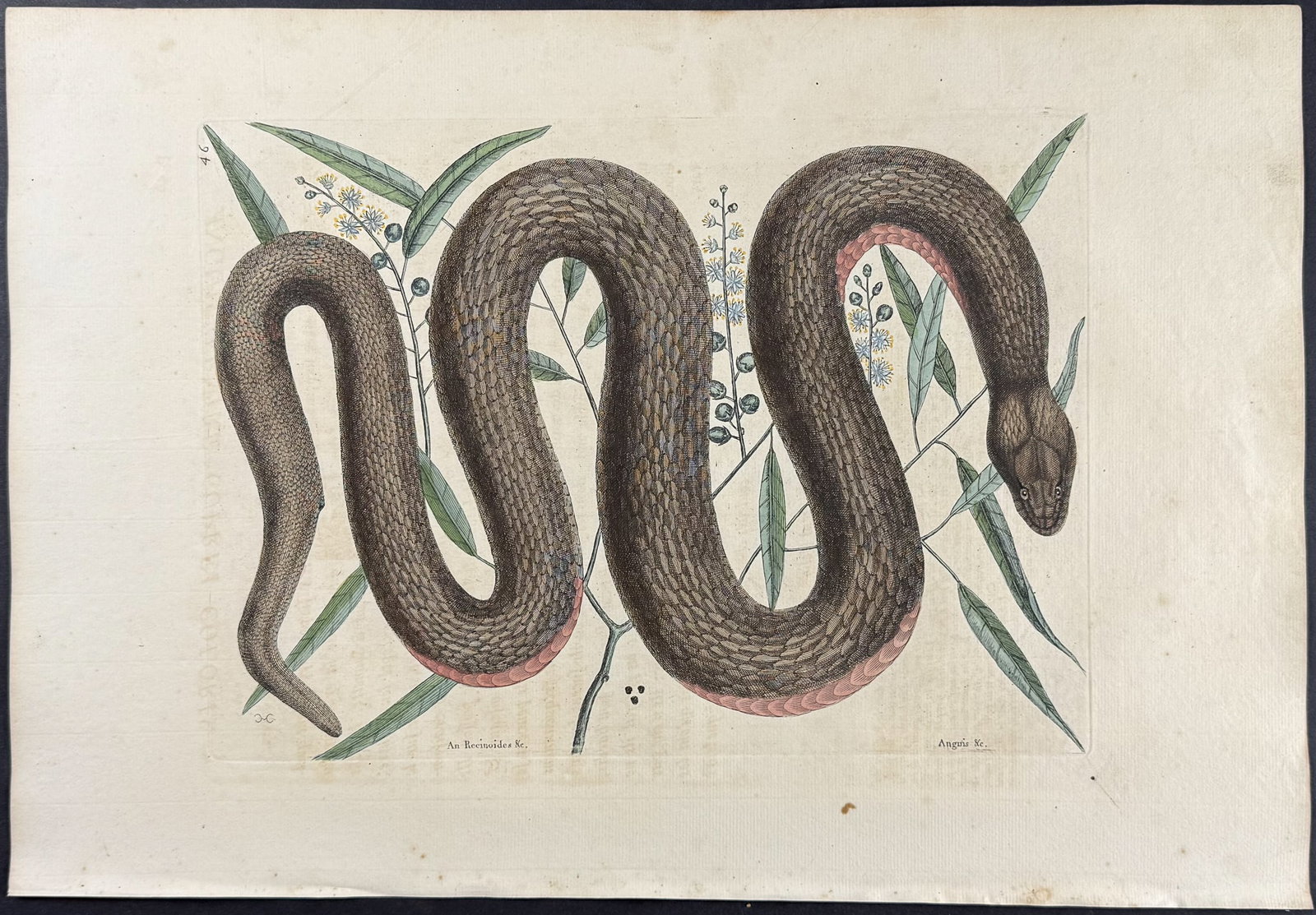 Catesby, First Ed - Copper-Bellied Snake (Red Bellied Water Snake) with Ilathera Bark. 2-46 (1 of 1)