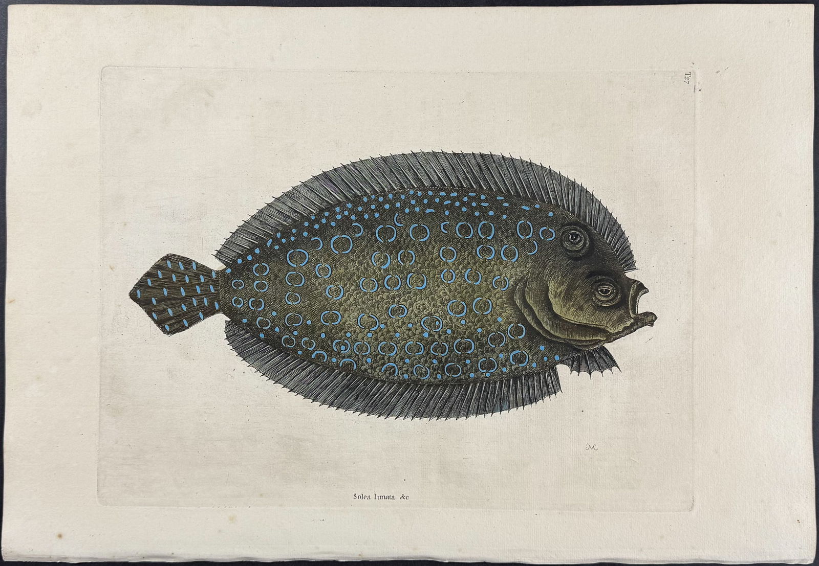 Catesby, First Ed - Sole. 2-27 (1 of 1)