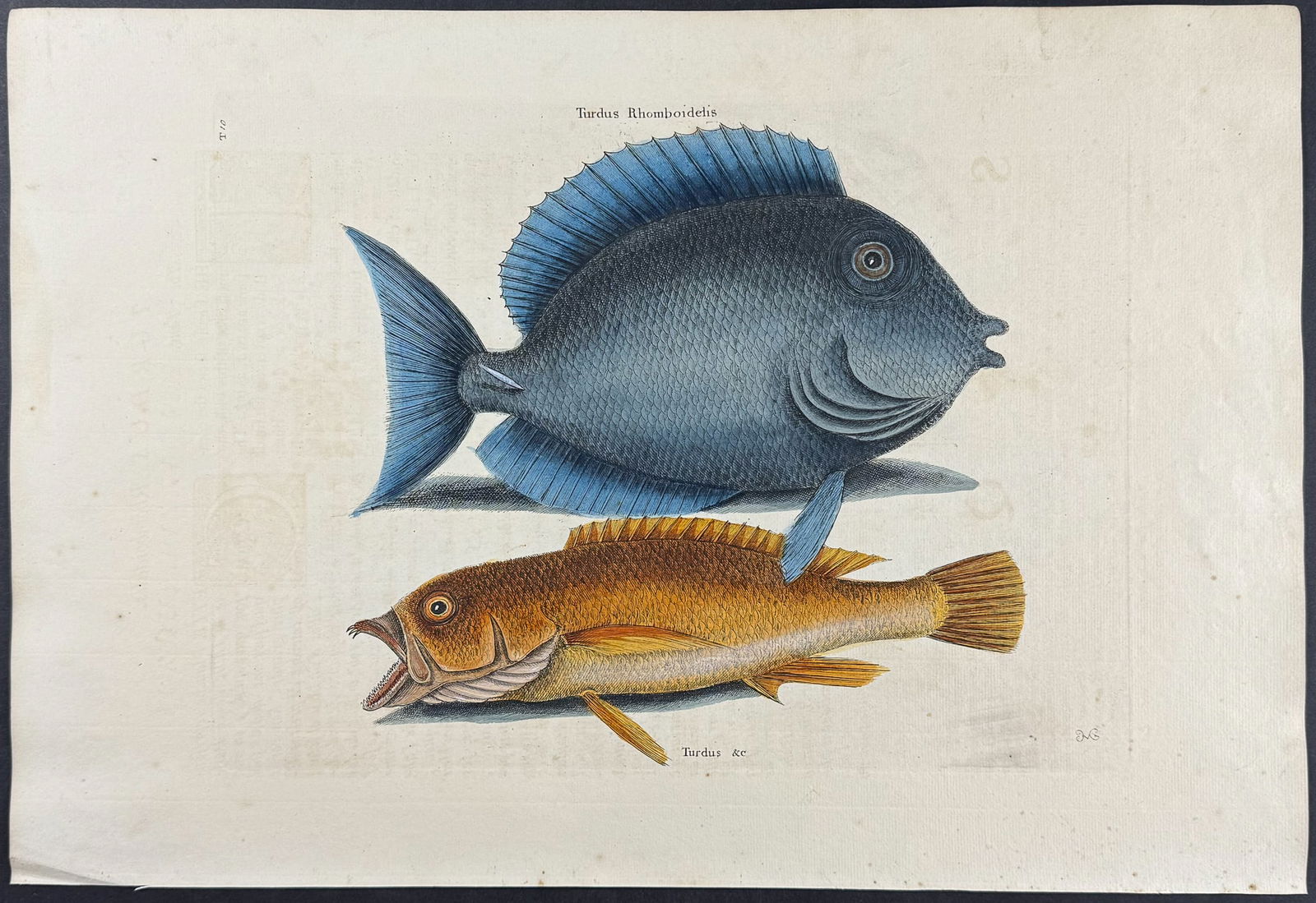 Catesby, First Ed - Tang & Yellow Fish. 2-10 (1 of 1)