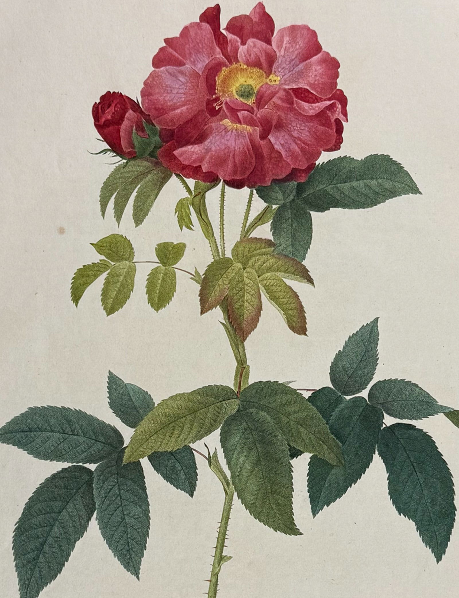 Redoute, Folio - Rose - Rosa Gallica caerulea (1 of 2)