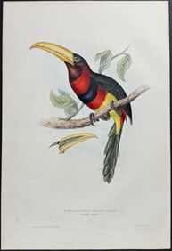 Gould - Banded Ararcari