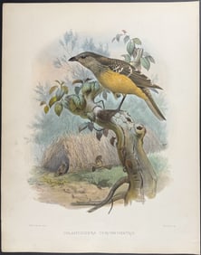 Elliot - Buff-breasted Bower-Bird