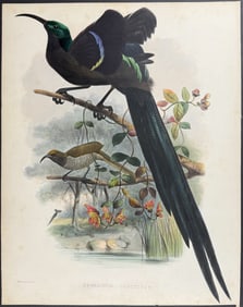 Elliot - Great Sickle-bill Bird of Paradise