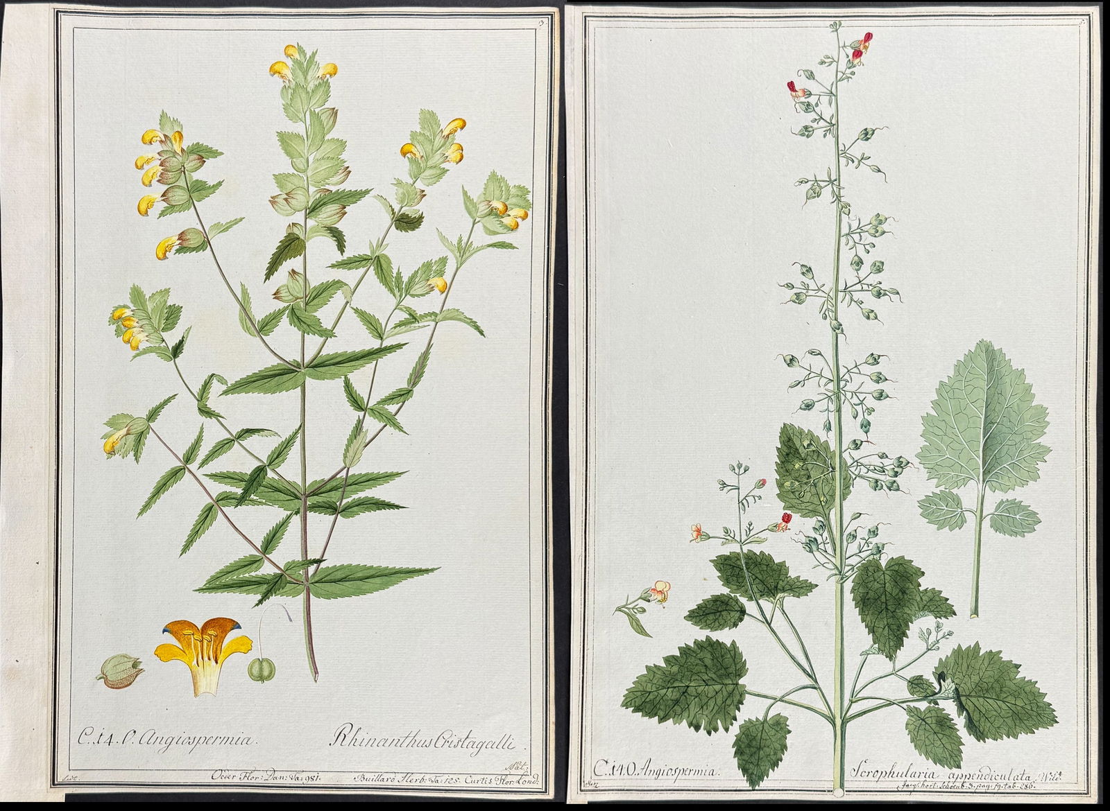 6 Original Botanical Watercolors after Nebl, Ledel, Herz, Franz for Curtis, Jacquin, Murray (1 of 7)