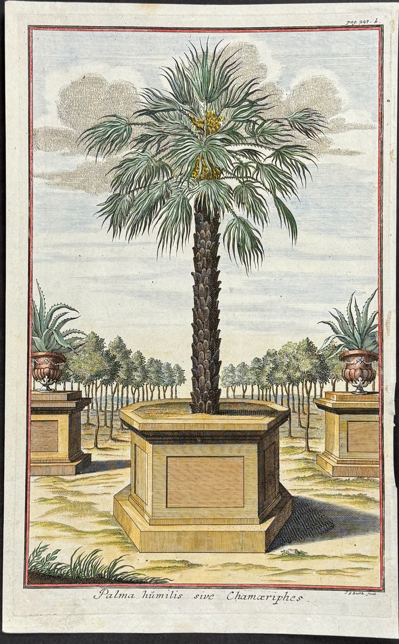 Volckamer - Palm tree - Palma humilis sive Chamaeriphes .227 (1 of 1)
