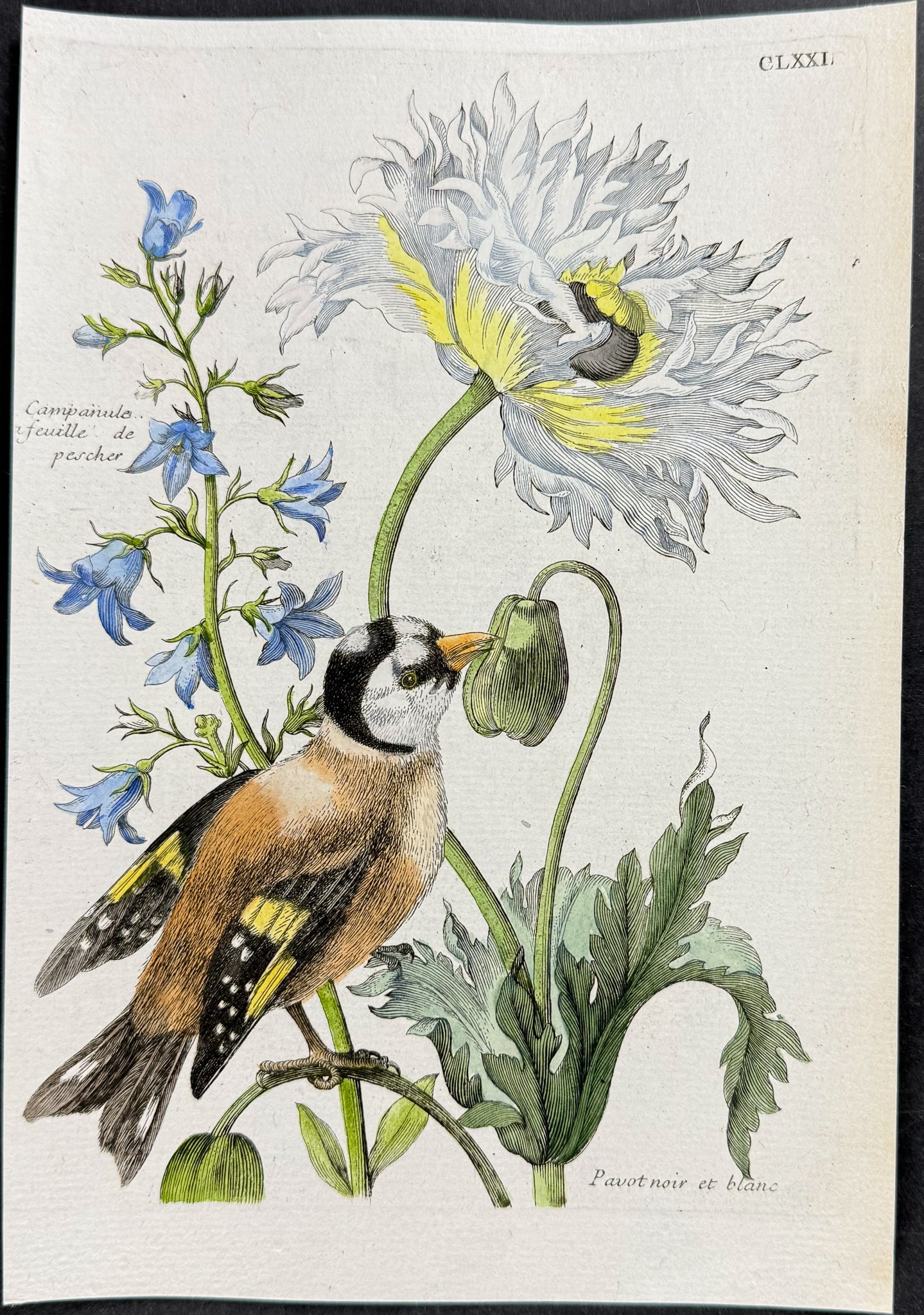 Merian - Peony, Bellflower, & Bird. 171 (1 of 1)