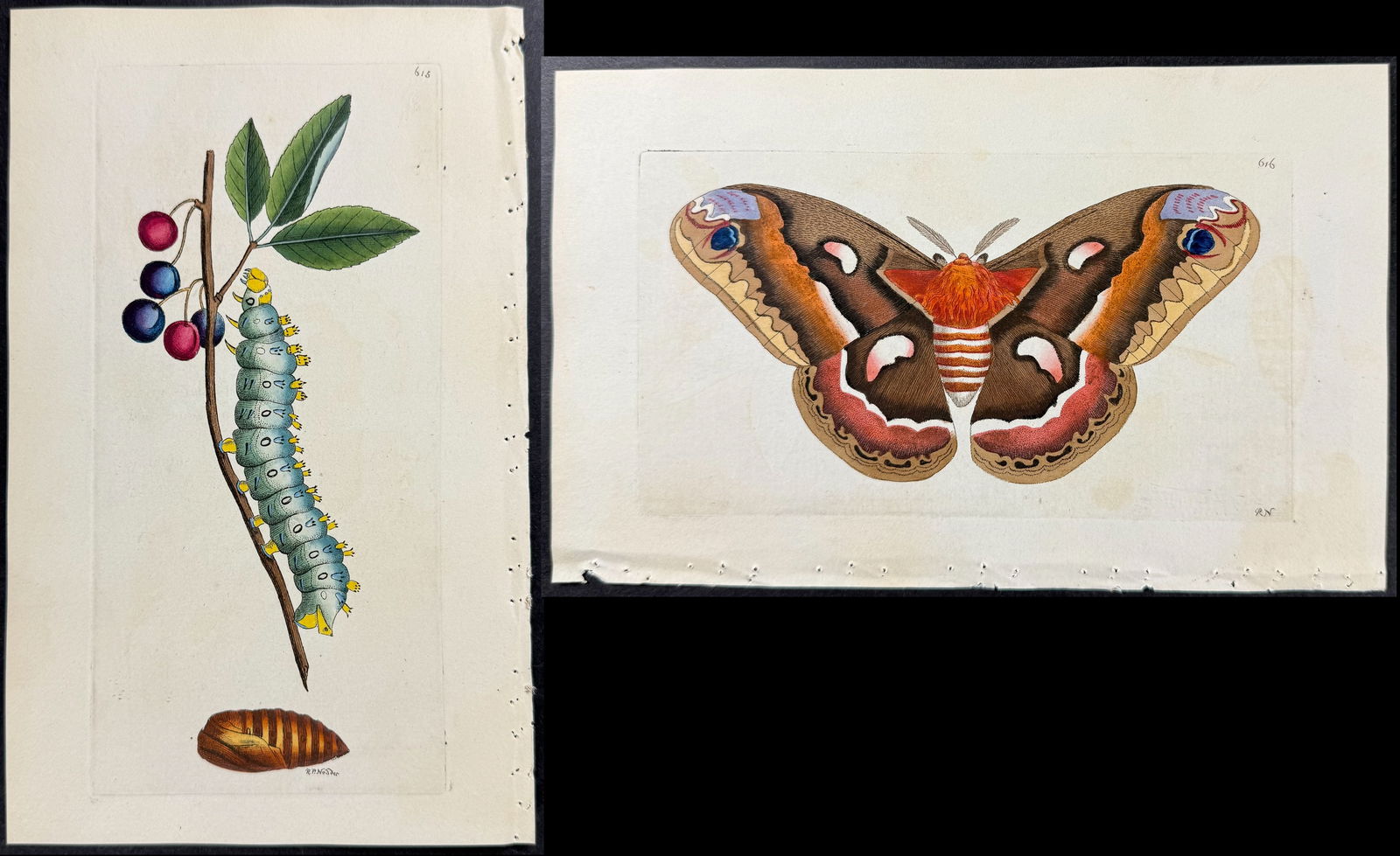 Shaw & Nodder - Pair of Cercopian Moth Engravings. 615 & 616 (1 of 3)