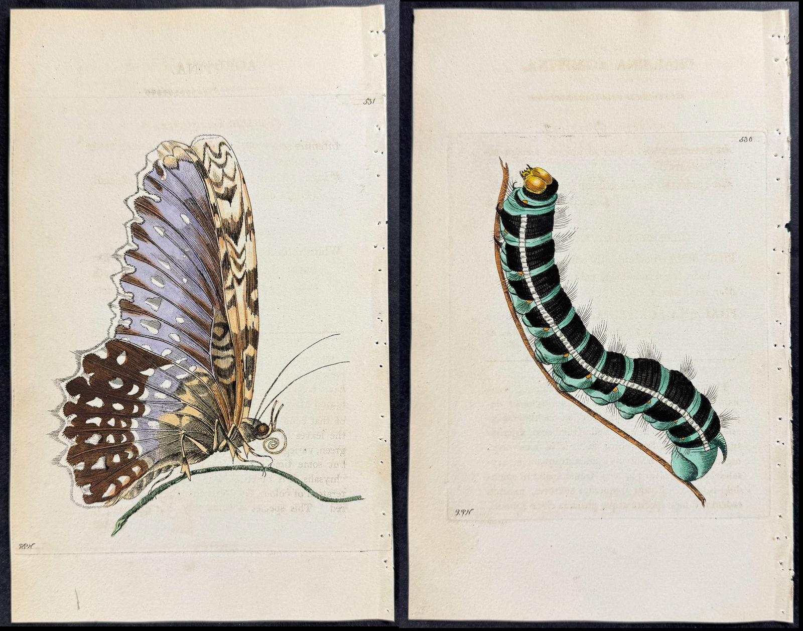 Shaw & Nodder - Pair of Engravings of Phalaena Agrippina. 530 & 531 (1 of 3)
