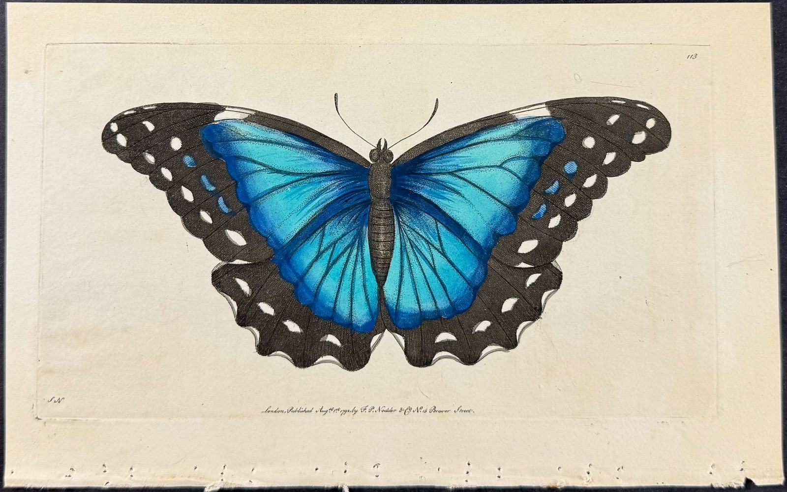 Shaw & Nodder - Nestor Butterfly. 113 (1 of 1)