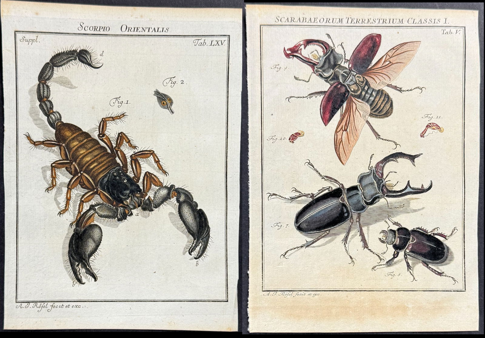 Roesel - 3 Beetle & Scorpion Engravings (1 of 4)