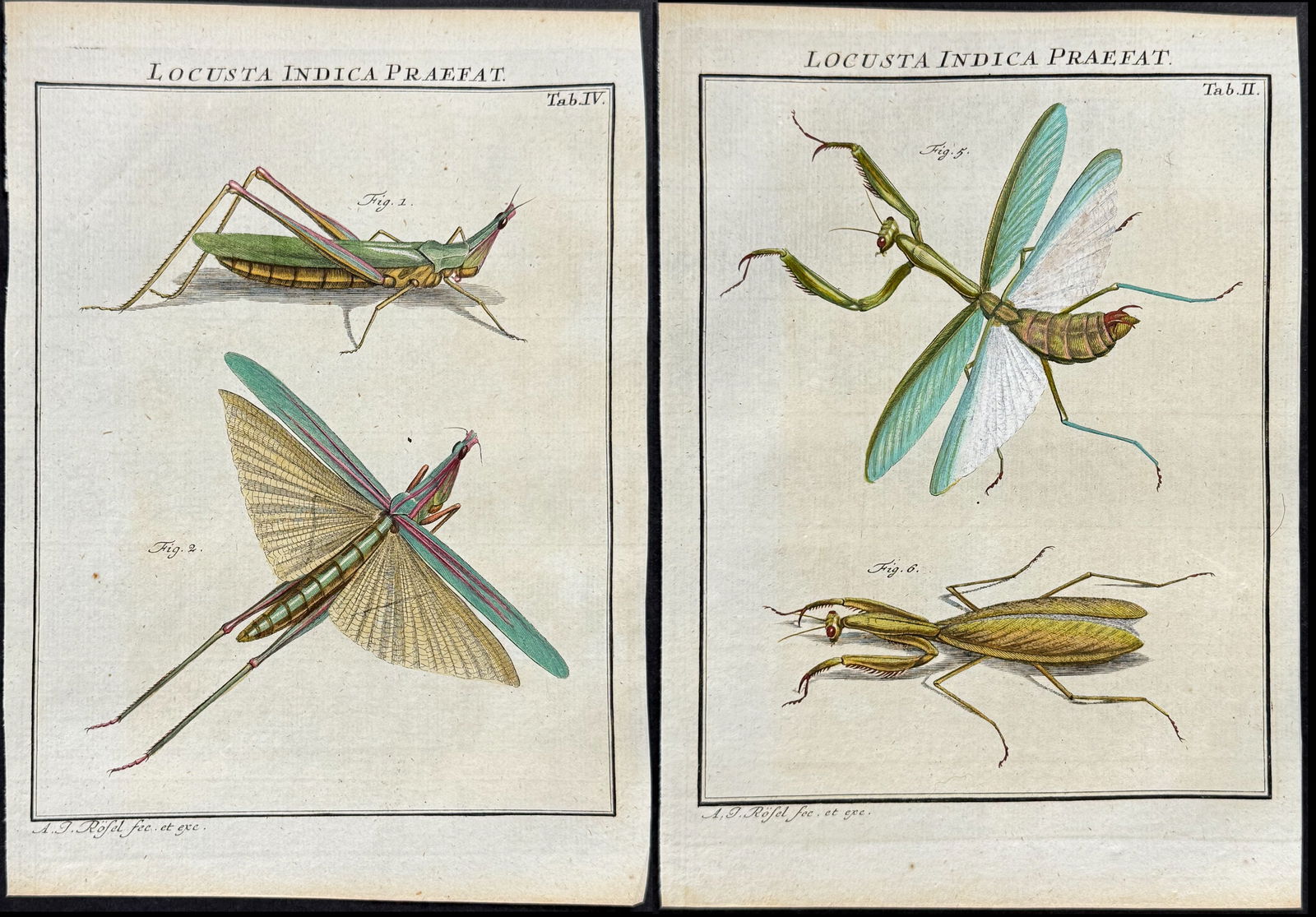 Roesel - 5 Locust Engravings (Praying Mantis) (1 of 6)