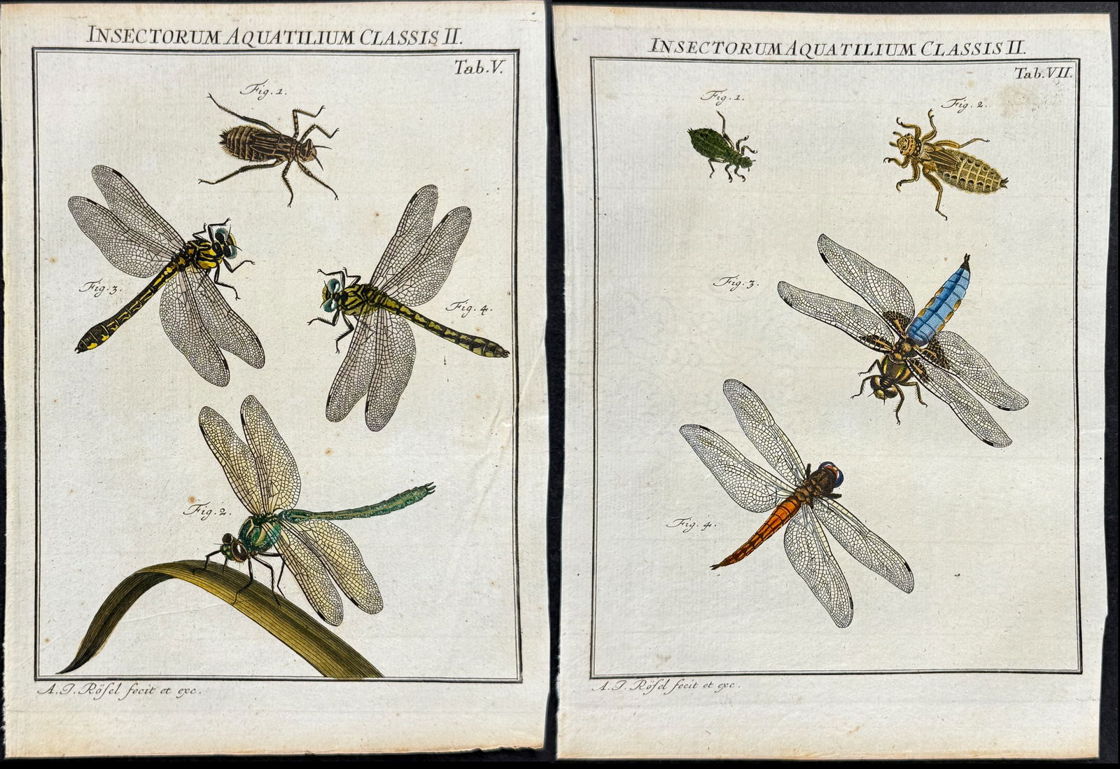 Roesel - 3 Dragonfly Engravings (1 of 4)