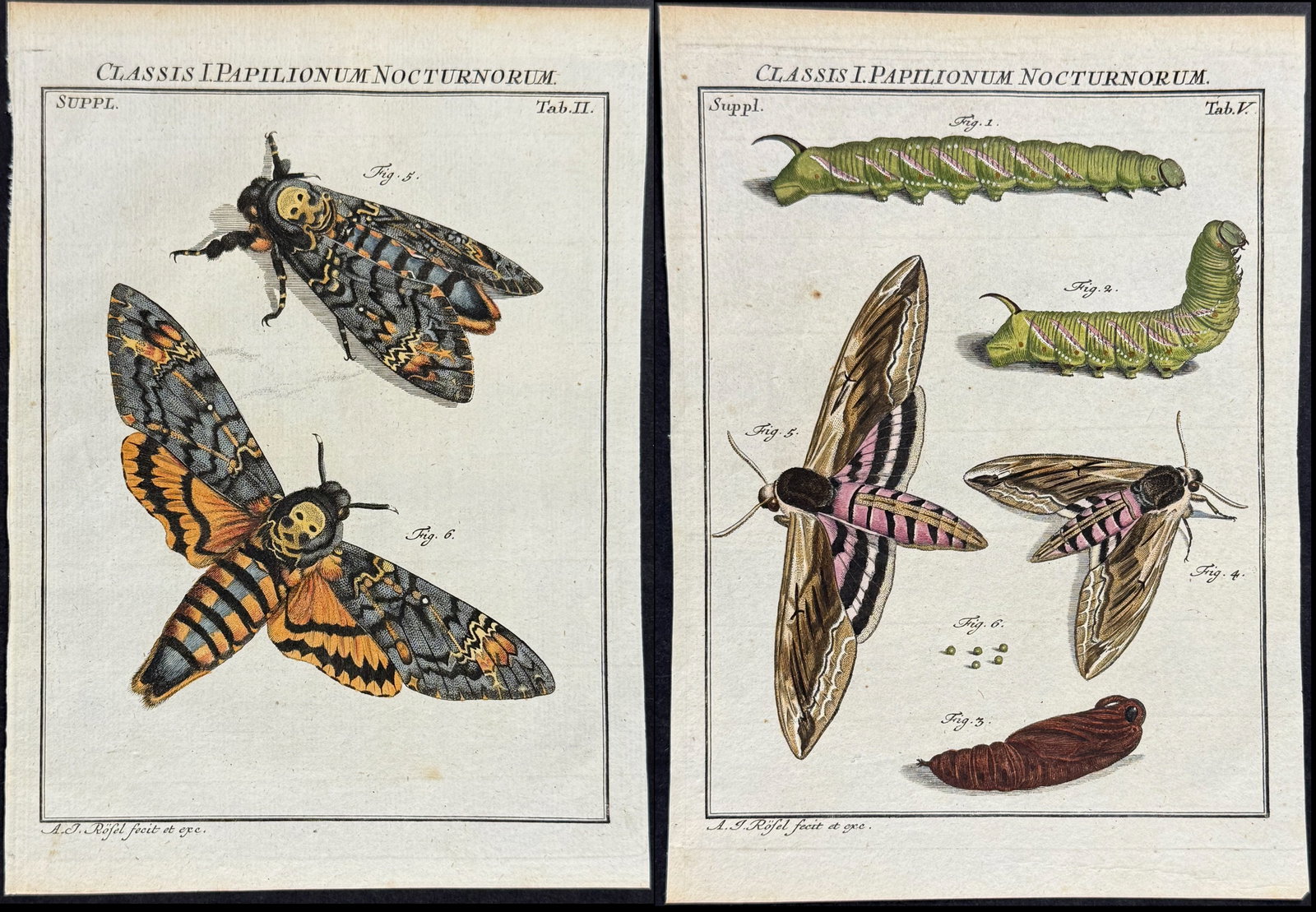 Roesel - 5 Moth Metamorphosis Engravings (1 of 6)