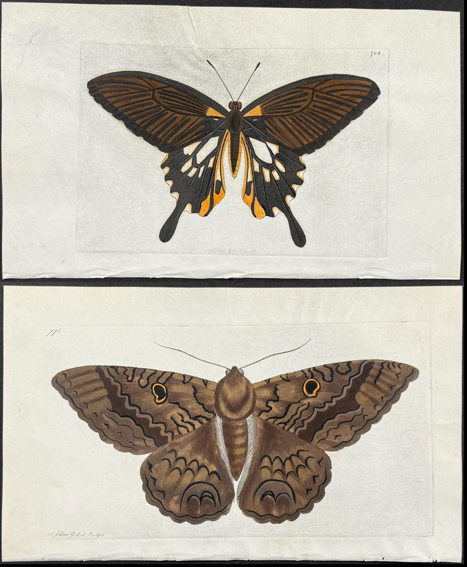 Shaw & Nodder, On Vellum - 5 Butterfly & Moth Engravings (1 of 6)