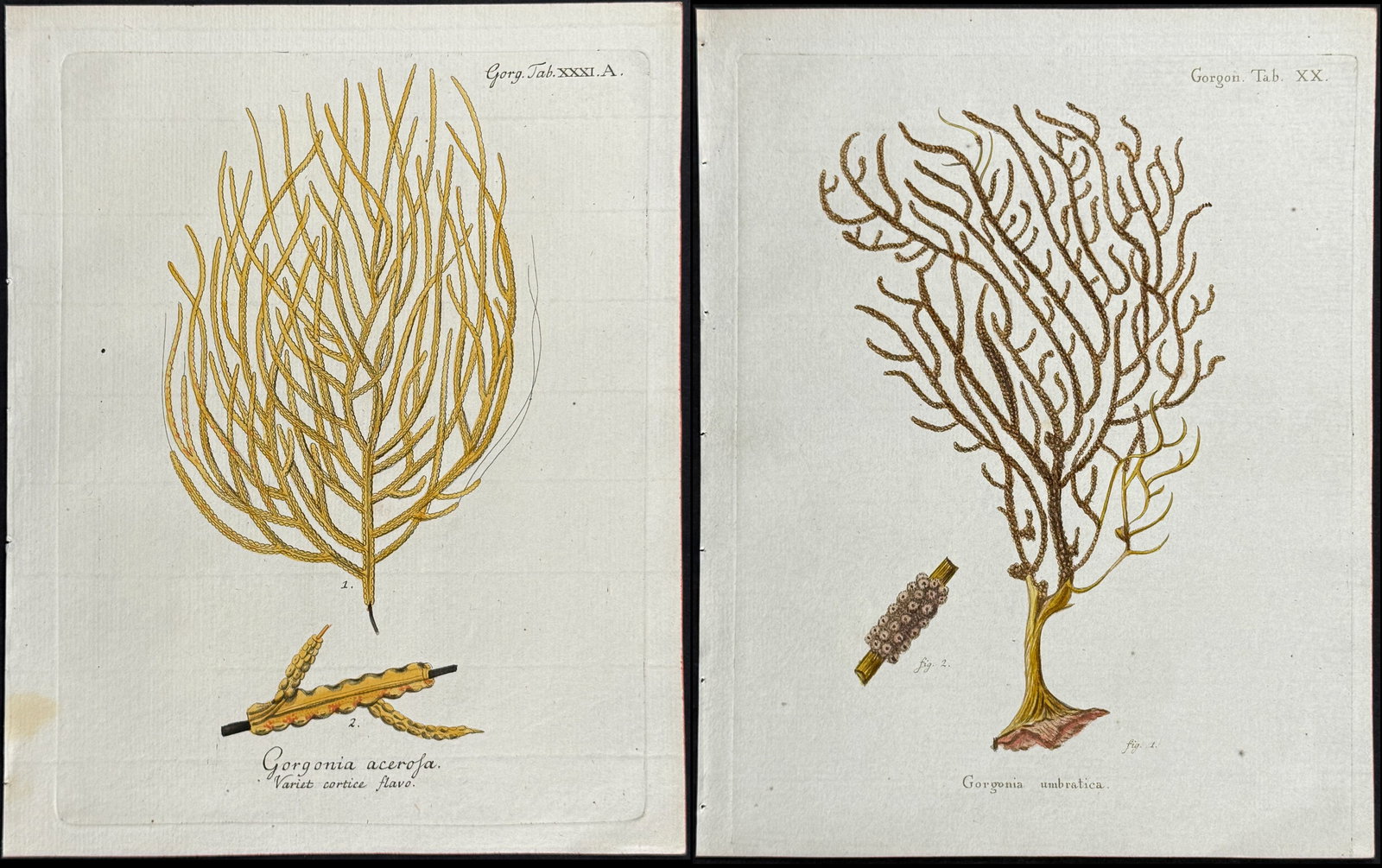 Esper - 6 Coral or Sea Life Engravings (1 of 7)