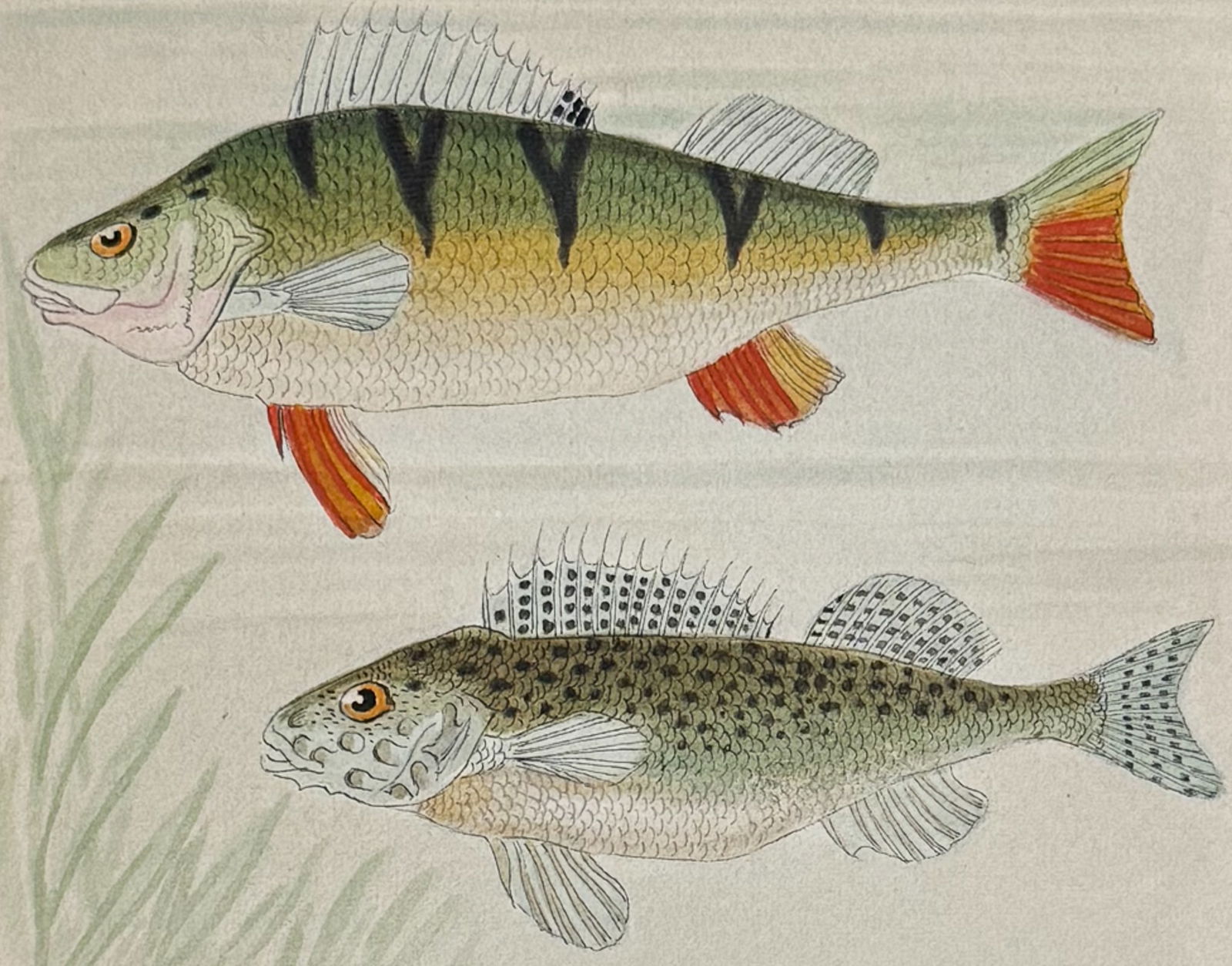 Original Watercolor of Perch & Ruffe [Perca fluviatilis, Acerina vulgaris] (1 of 2)