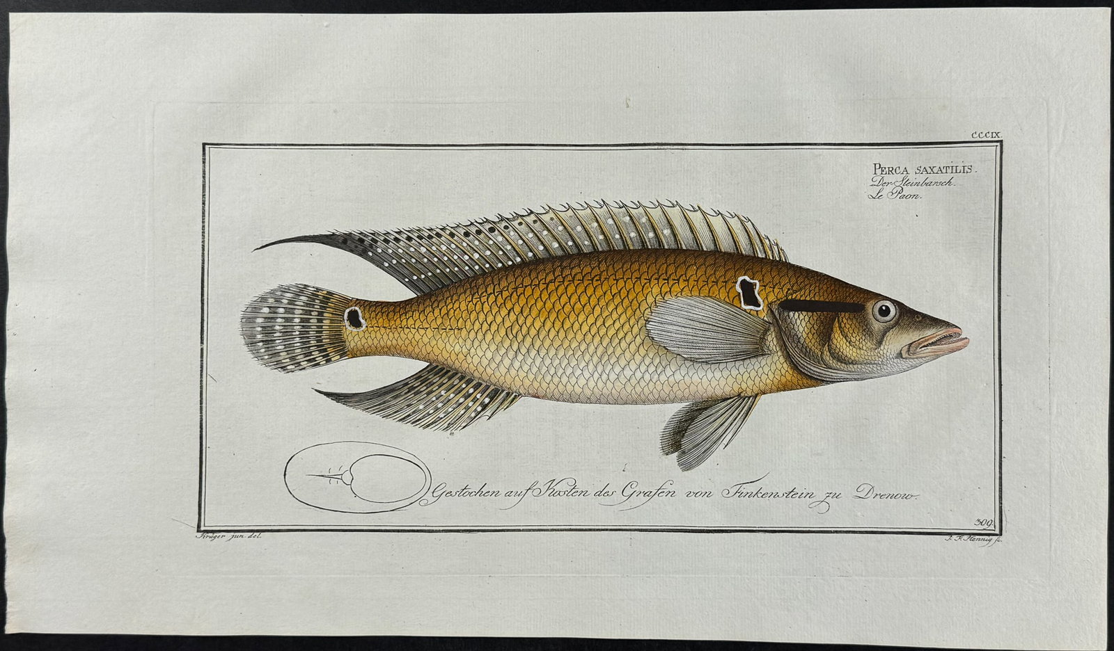 Bloch, Folio - Stone-Perch. 309 (1 of 1)