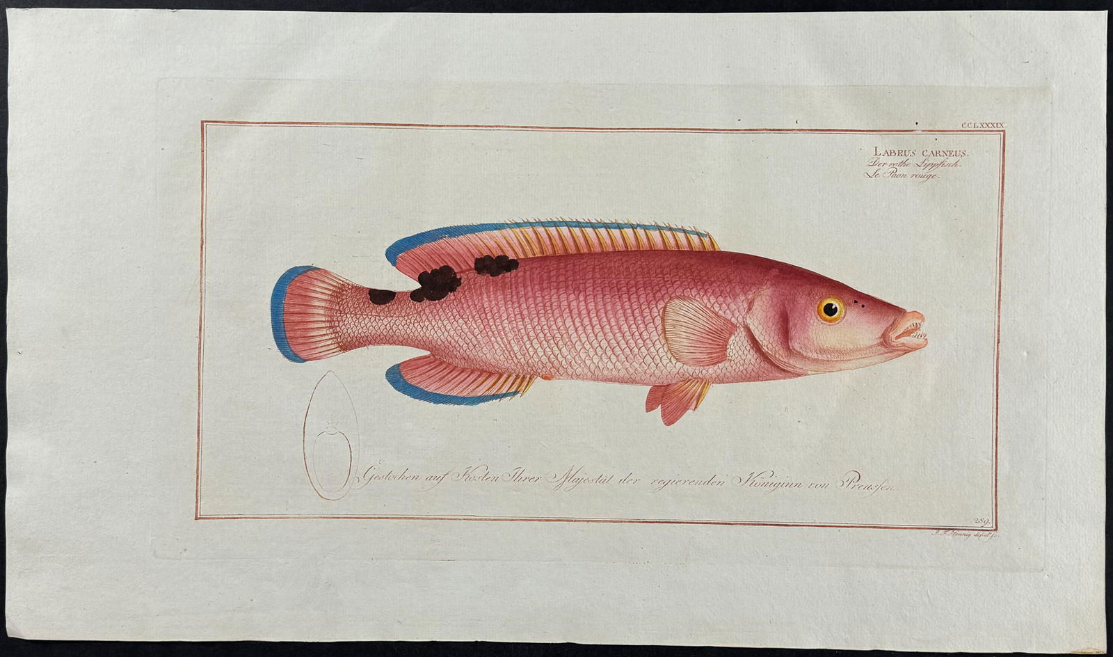 Bloch, Folio - Red Wrasse. 289 (1 of 1)
